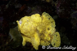 Frogfish on the move! by Barbara Schilling 